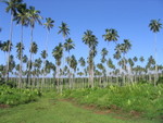 Coconuts in Savaii